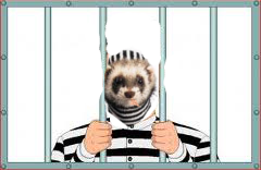 ferret in jail