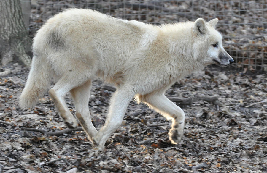 wolf stock 7 by Sikaris-Stock