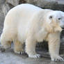 polar bear stock 1