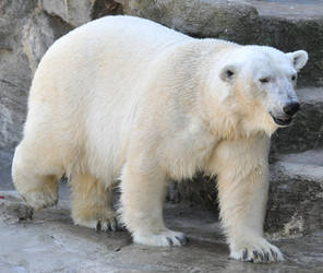 polar bear stock 1