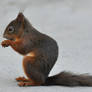squirrel stock 1