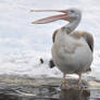 pelican stock 1
