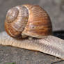 snail stock 1
