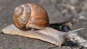 snail stock 1