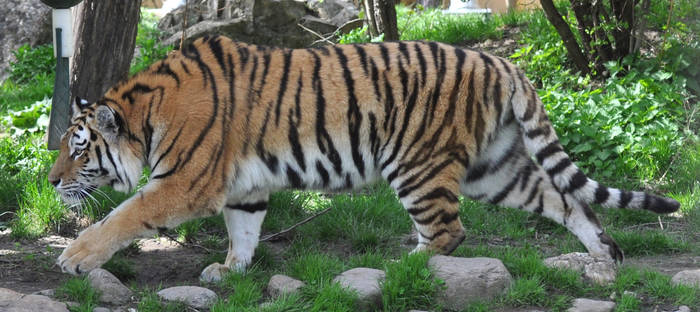 tiger stock 2 by Sikaris-Stock