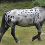 horse stock 1