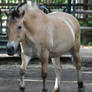 horse stock 6 Fjord Horse