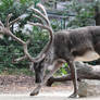 reindeer stock 1