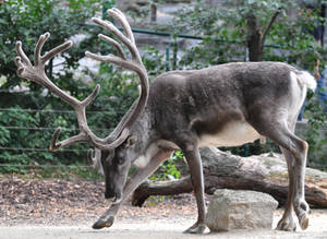 reindeer stock 1