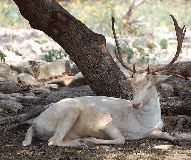 Albino