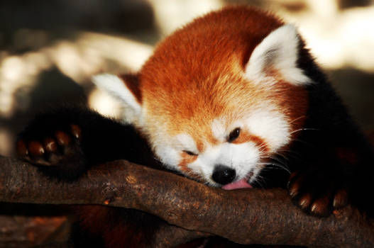 red panda 2