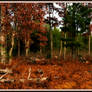 Autumn Forest Soft View