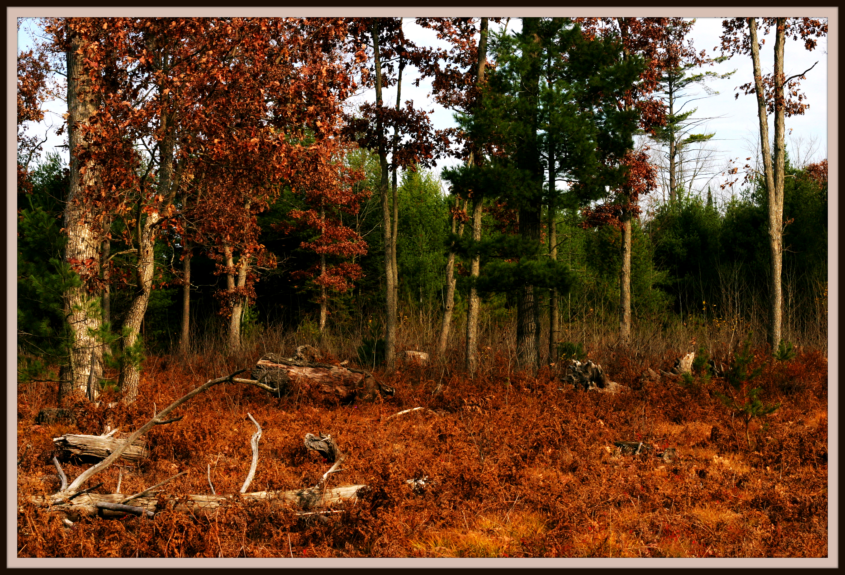 Autumn Forest Soft View