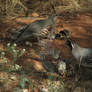 Gambel's Quail Family