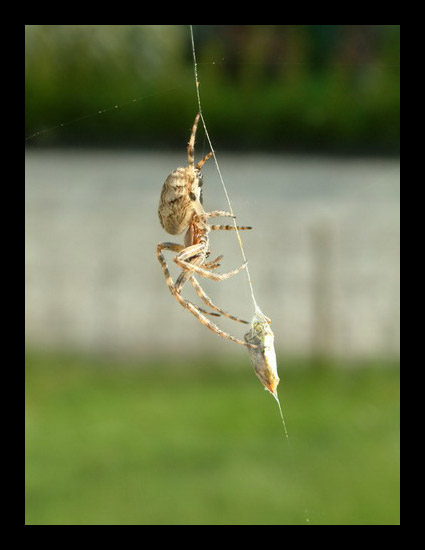 Spider Close Up 2