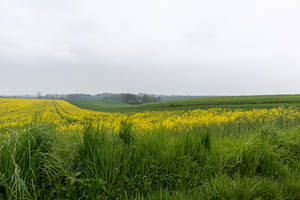 Fields of colza