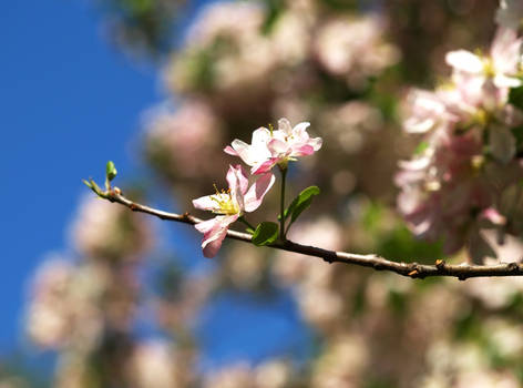 Blooming together