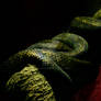 Snake 1