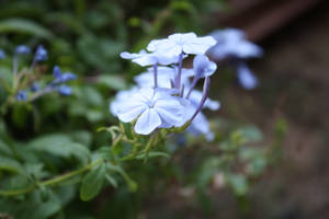 Blue nature