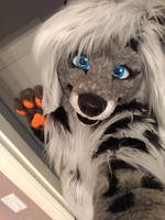 Cassidy Civet Fursuit Debut Photo