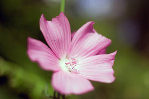 Macro Flower