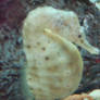 Sea Horse