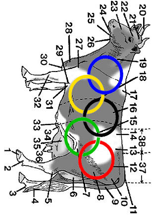 Olympic Cows MTA: Olympic Cow by Margaret-Thatcher on DeviantArt