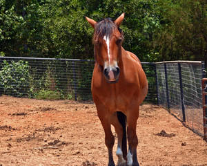 big brown horse