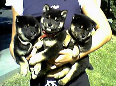 Puppies :D