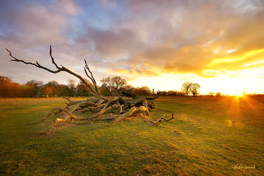 Richmond Park