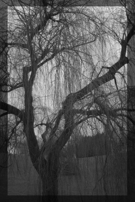 Willow Tree