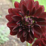 dark red flower