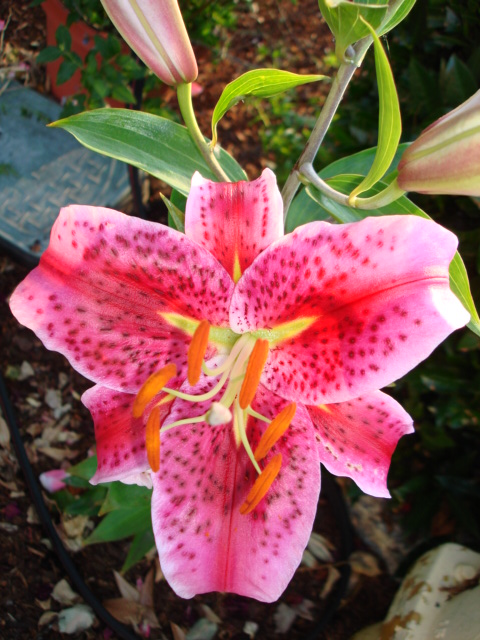 pink lily