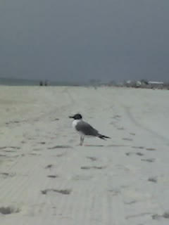 The Bird on the beach