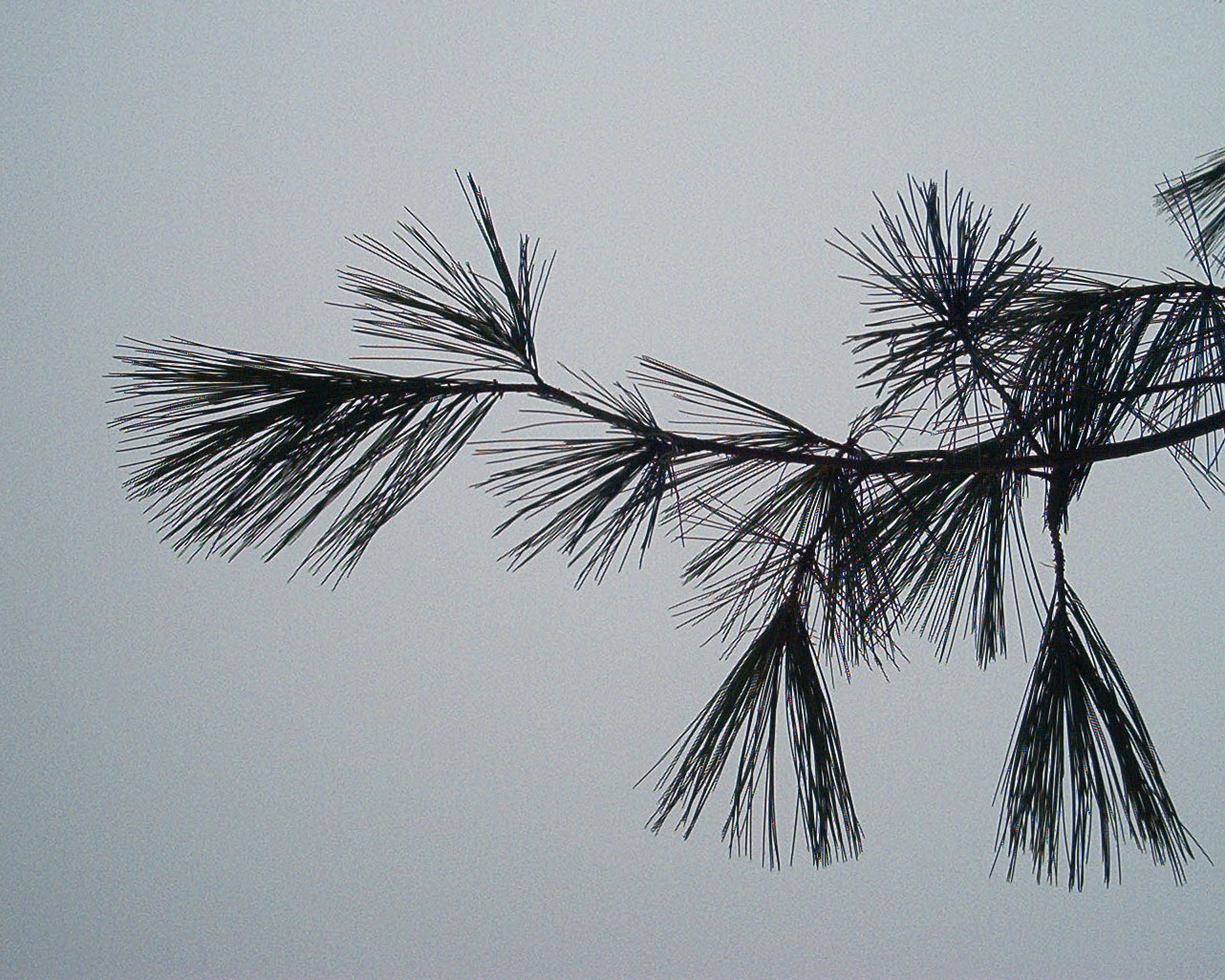 A Pine