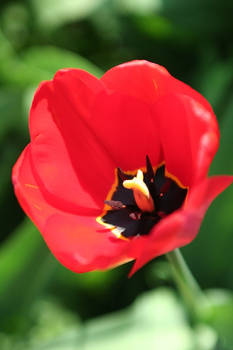 Tulip