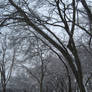 Footprints In The Snow