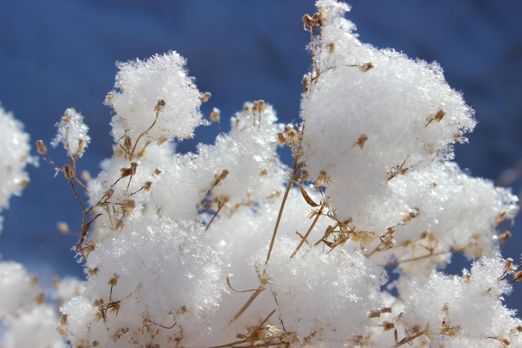 Collected Snowflakes 3