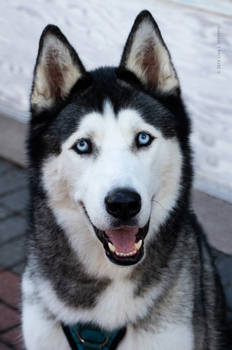 Happy Husky