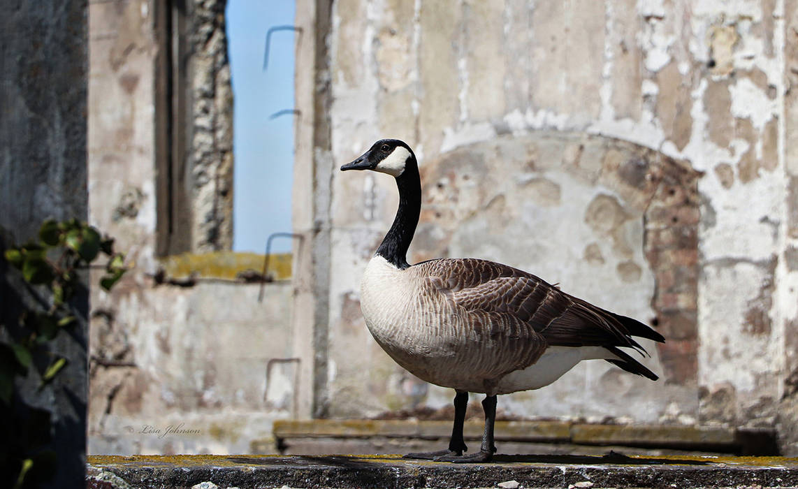 Gander At The Goose by ArrowThruTheArt on DeviantArt