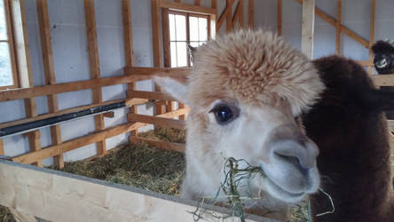 Alpaca farm in Norway