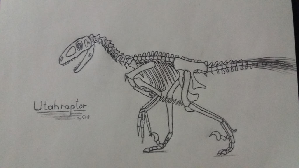 Utah Raptor Body Base Utahraptor Skeleton by MareleLup on DeviantArt