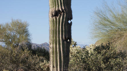 Saguaro 2