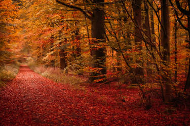 In the forest