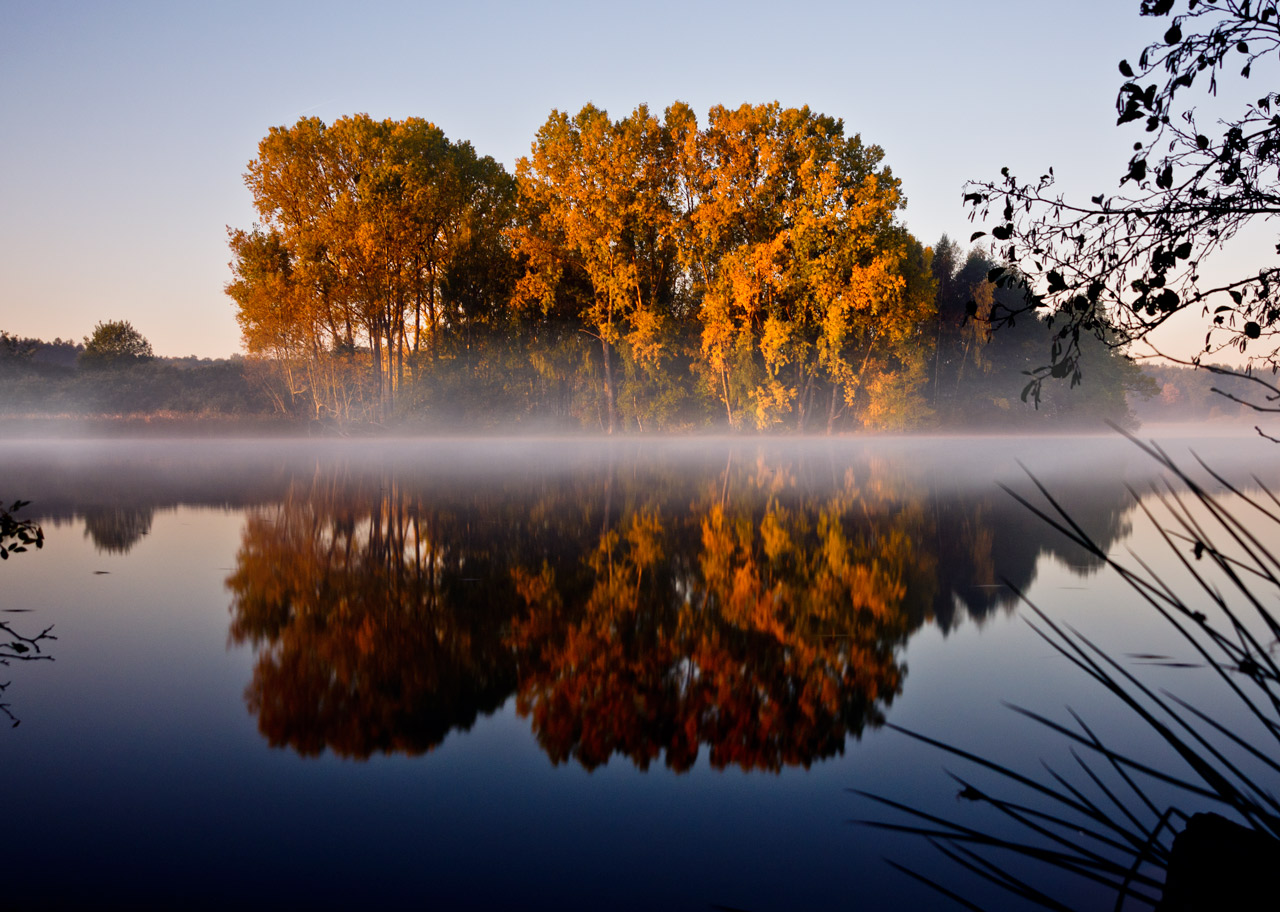 Autum Trees