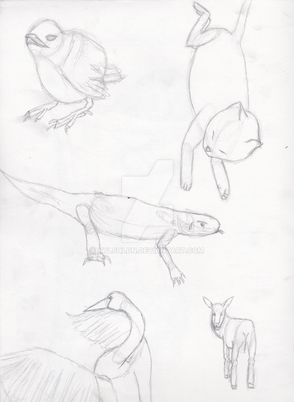 Animal Gestures 6-10