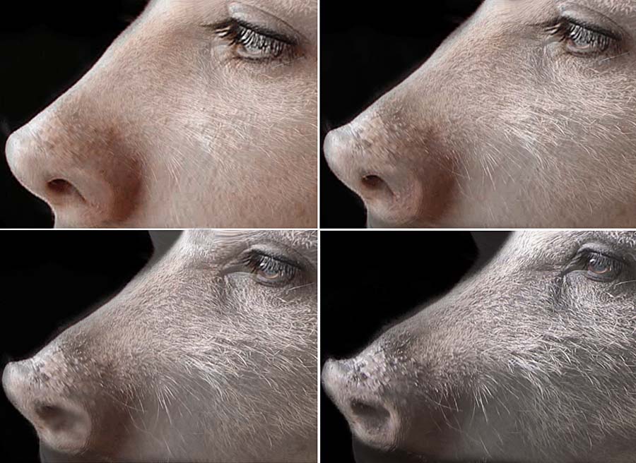 Polymorph Pig Pig Morph, Third Draft by oboroten on DeviantArt