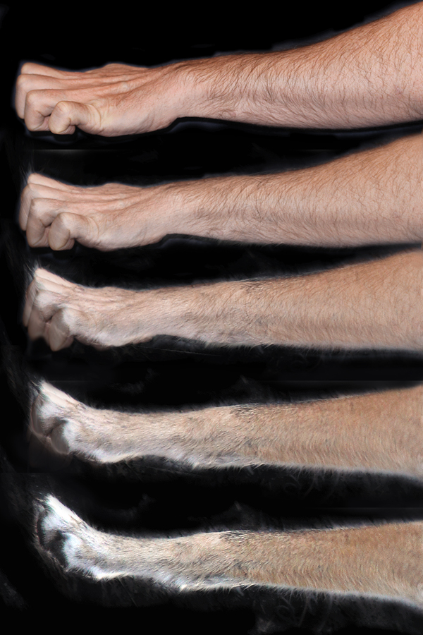 Forearm Forepaw Sequence by oboroten on DeviantArt