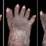 Otter Foot Sequence