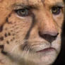 Cheetah Face Morph